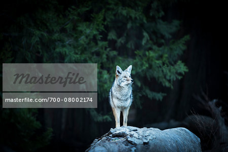 Wild Coyote, Yosemite National Park, California, USA.