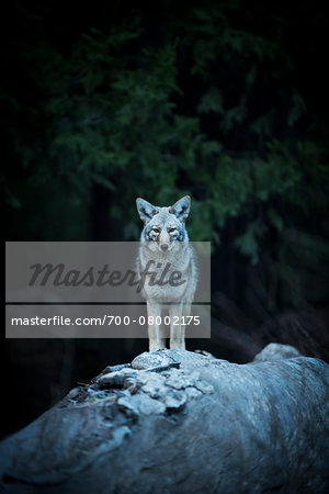 Wild Coyote, Yosemite National Park, California, USA. Wild Coyote, Yosemite National Park, California, USA.