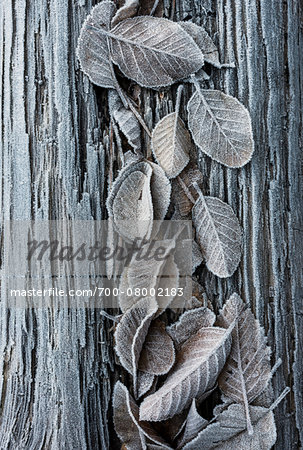 Close-up of frosted leaves on a tree trunk in winter, Wareham Forest, Dorset, England.
