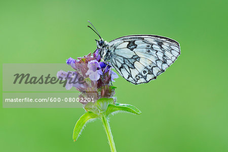 Marbled White (Melanargia galathea) Butterfly on Purple Flower, Bavaria, Germany Marbled White (Melanargia galathea) Butterfly on Purple Flower, Bavaria, Germany
