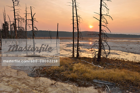 Dead Pine Trees in Fountain Paint Pot at Sunset, Lower Geyser Basin, Yellowstone National Park, Wyoming, USA