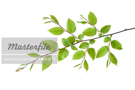 Branch of European Hornbeam (Carpinus betulus) with Fresh Foliage in Spring on White Background