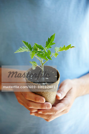 Close-up of Man's Hands Holding a Tomato Seedling in Compostable Pot Close-up of Man's Hands Holding a Tomato Seedling in Compostable Pot