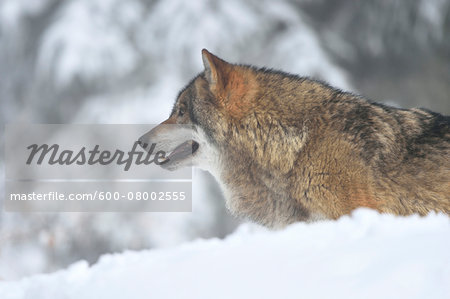 Close-up portrait of a European grey wolf (canis lupus) in winter, Bavarian Forest, Bavaria, Germany