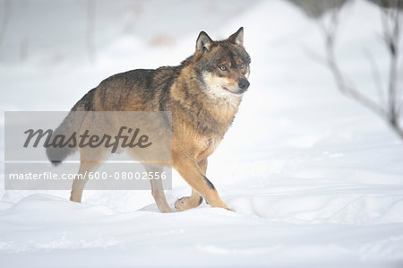European grey wolf (canis lupus) walking in snow in winter, Bavarian Forest, Bavaria, Germany