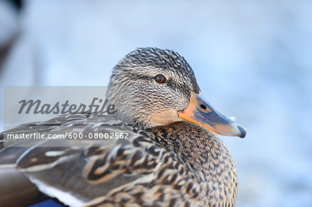 Close-up portrait of a mallard duck (Anas platyrhynchos), Lake Grundlsee in winter, Styria, Austria