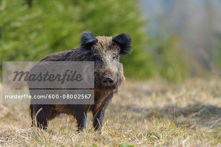 Portrait of a Wild boar (Sus scrofa) in Early Spring, Female, Spessart, Bavaria, Germany