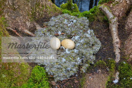 Close-up of Bird-Nest with Eggs from Greylag goose (Anser anser) on moss coverd tree trunks of balck alders, Hesse, Germany