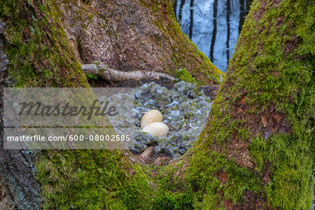 Close-up of Bird-Nest with Eggs from Greylag goose (Anser anser) on moss coverd tree trunks of balck alders, Hesse, Germany