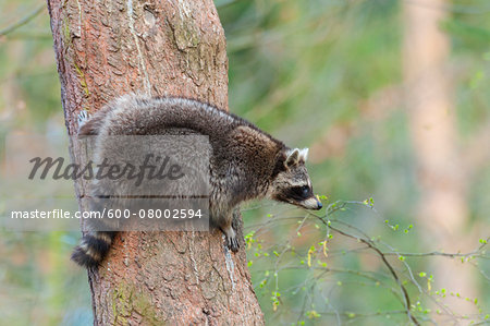 Raccoon (Procyon lotor) on Tree trunk, Hesse, Germany