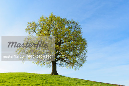 Old Oak Tree on hill in Early Spring, Odenwald, Hesse, Germany