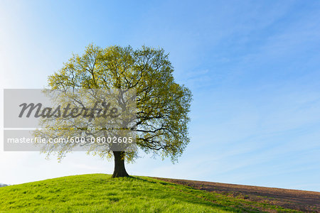 Old Oak Tree on hill in Early Spring, Odenwald, Hesse, Germany