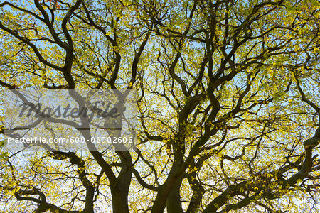 Low angle view of branches of Old Oak Tree in spring, Odenwald, Hesse, Germany