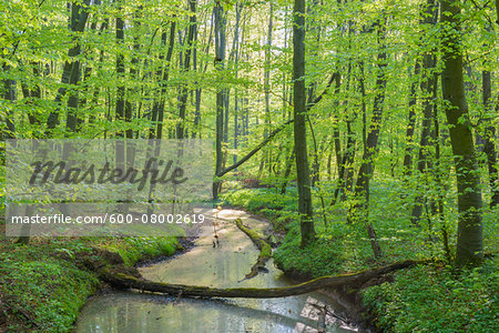 Beech tree (Fagus sylvatica) Forest with fallen tree and Brook in Spring, Hesse, Germany