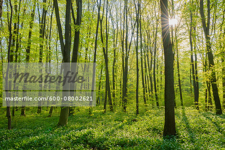 Beech tree (Fagus sylvatica) Forest with sun in Spring, Hesse, Germany