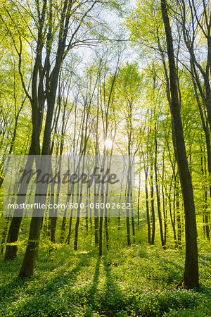 Beech tree (Fagus sylvatica) Forest with sun in Spring, Hesse, Germany