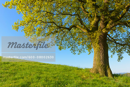 Close-up of Old Oak Tree on hill in Early Spring, Odenwald, Hesse, Germany Close-up of Old Oak Tree on hill in Early Spring, Odenwald, Hesse, Germany