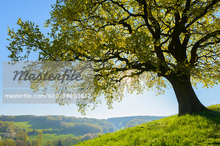 Old Oak Tree with scenic view in Early Spring, Odenwald, Hesse, Germany Old Oak Tree with scenic view in Early Spring, Odenwald, Hesse, Germany