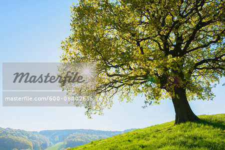 Old Oak Tree on hill with sun in Early Spring, Odenwald, Hesse, Germany Old Oak Tree on hill with sun in Early Spring, Odenwald, Hesse, Germany