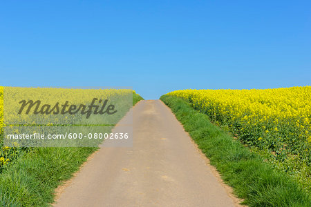 Road through Blooming Canola Field, Odenwald, Hesse, Germany