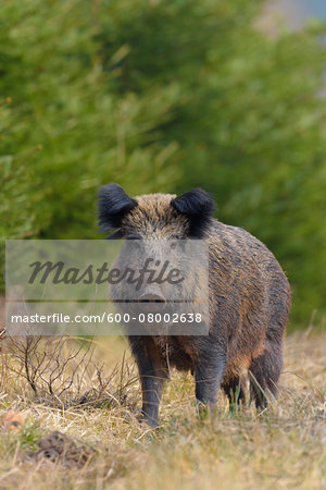 Close-up portrait of Wild boar (Sus scrofa) in Early Spring, Female, Spessart, Bavaria, Germany