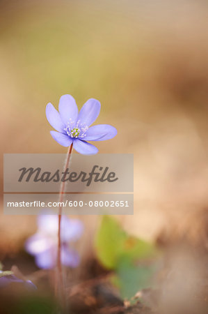 Close-up of a Common Hepatica (Anemone hepatica) flowering in spring, Bavaria, Germany