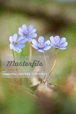 Close-up of a Common Hepatica (Anemone hepatica) flowering in spring, Bavaria, Germany