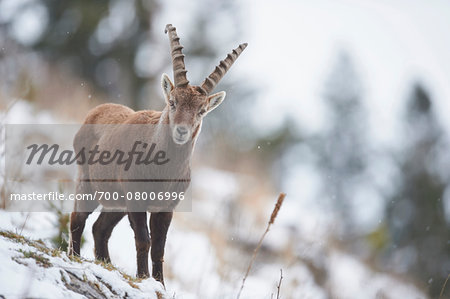 Close-up of an Alpine ibex (Capra ibex) in the Alps of Austria in winter, Styria, Austria
