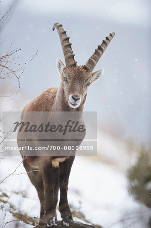 Close-up of an Alpine ibex (Capra ibex) in the Alps of Austria in winter, Styria, Austria