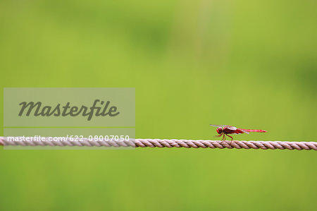 Red dragonfly on a rope
