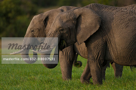 Elephants eating grass, Ol Pejeta Conservancy; Kenya