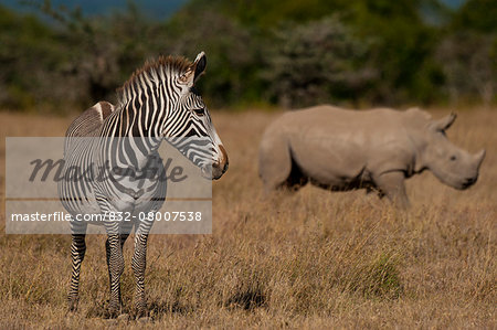 Grevy's Zebra and Southern White Rhino in special rhino enclosure, Ol Pejeta Conservancy; Kenya Grevy's Zebra and Southern White Rhino in special rhino enclosure, Ol Pejeta Conservancy; Kenya