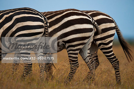 Three zebra bottoms in a row, Ol Pejeta Conservancy; Kenya