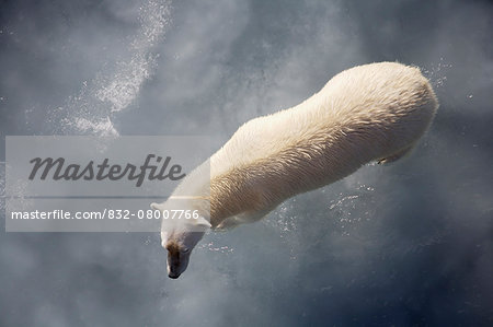 Polar bear on melting sea ice, high angle view from cruise ship; Svalbard, Norway