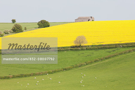 Sheep grazing and fields of yellow rapeseed; Kingston Deverill, West Wiltshire, England