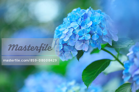 Hydrangea