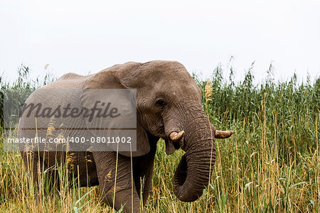 Portrait of grazing African Elephant in in Etosha national Park, Ombika, Kunene, Namibia. True wildlife photography