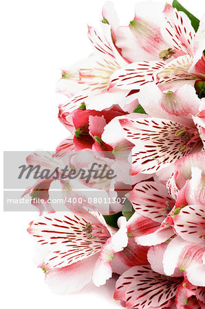 Heap of Beauty Pink Alstroemeria with Leafs isolated in white background