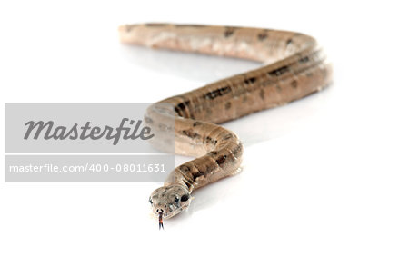 young boa constrictor in front of white background