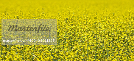 Field of Oilseed Rape full frame