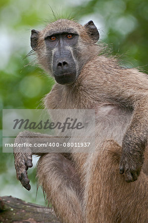 A chacma baboon (Papio ursinus) scratching an urgent itch in the Kruger National Park, South Africa