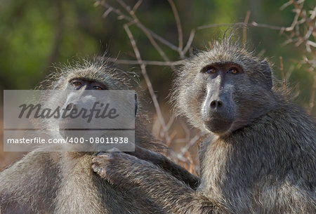 Chacma Baboons in the Kruger Park, South Africa, engaged in mutual grooming.