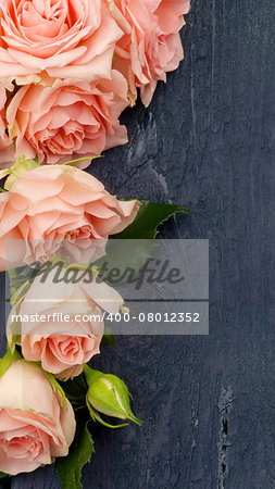 Frame of Beauty Pink Roses with Leafs and Bud closeup on Dark Blue Wooden background