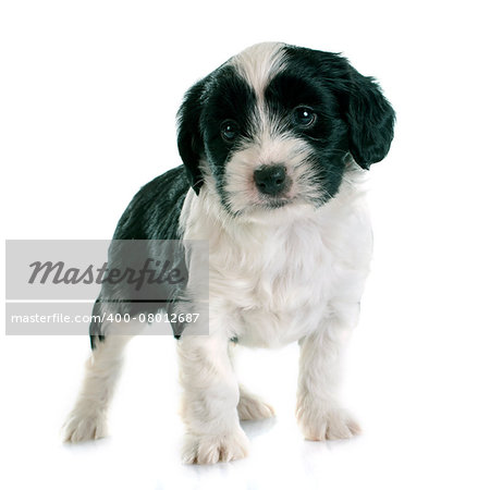 puppy tibetan terrier in front of white background