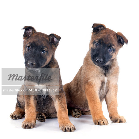 puppies malinois in front of white background
