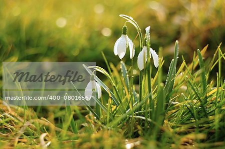 Beautiful snowdrops spring with little rain and sun