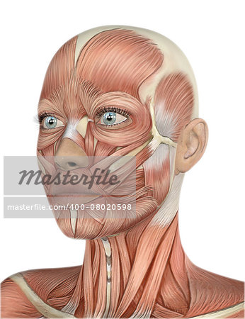 3D render of a female face with detailed muscle map