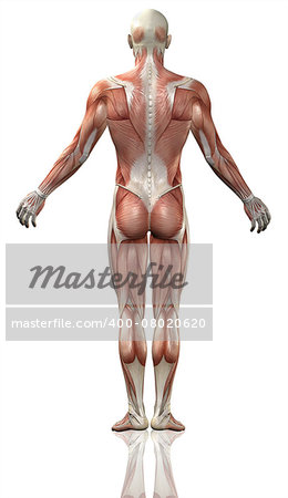 3D render of the rear view of a medical man with detailed muscle map