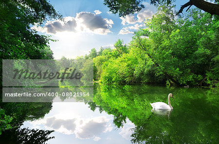 White swan on the river in summer forest