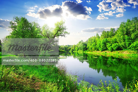 Green forest on river at sunny summer day